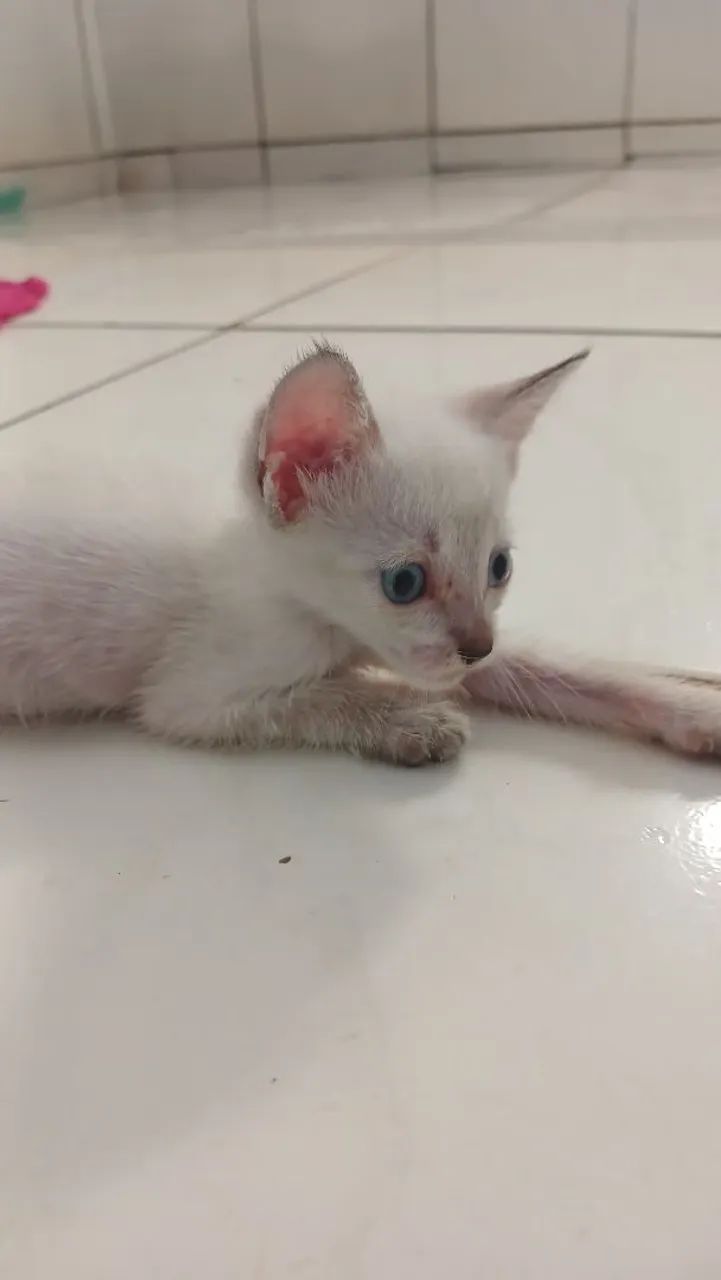 Gatinha para adoção  - Foto 3