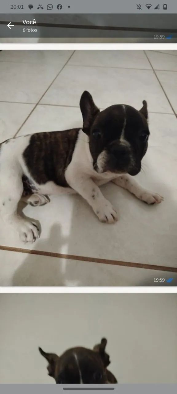 Buldog francês 