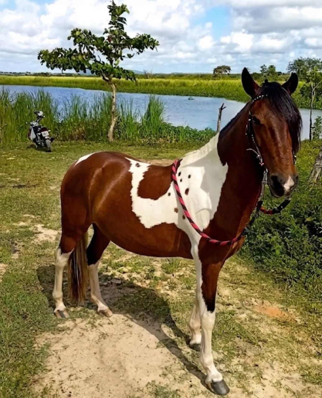 Égua pampa - Foto 3