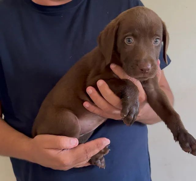 Labrador robusto e leal 