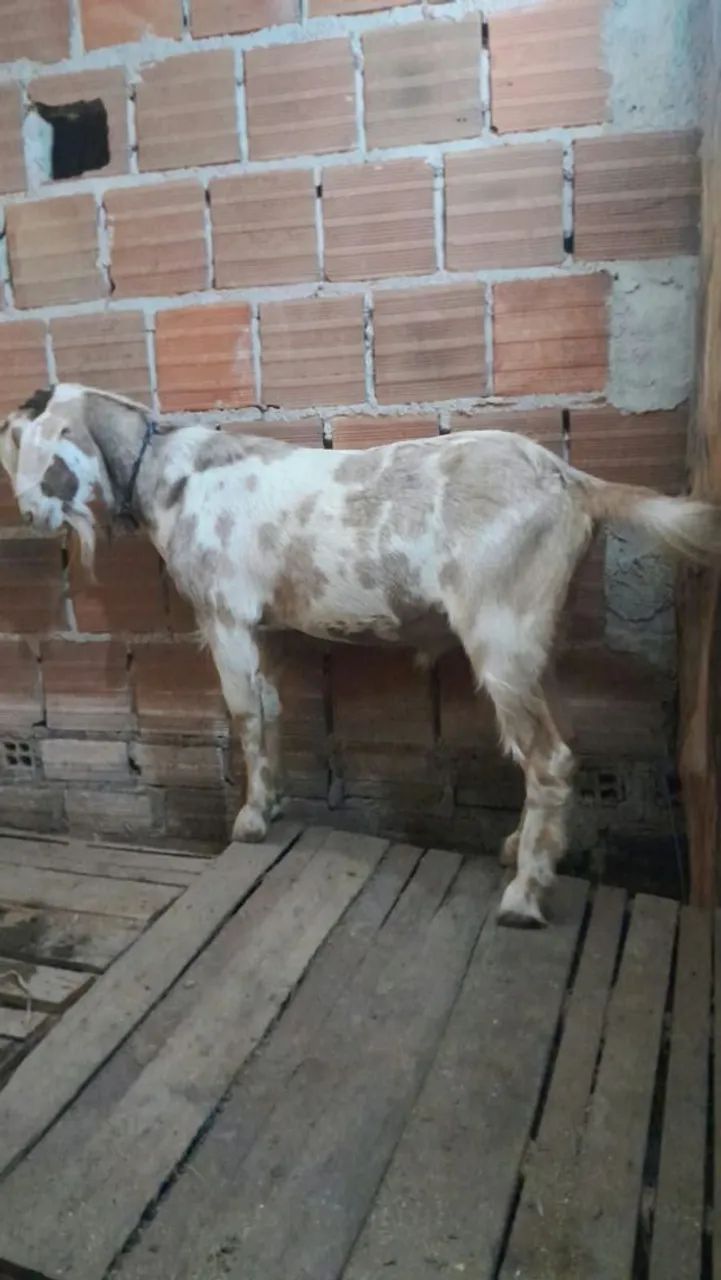 Bode inteiro - Foto 2