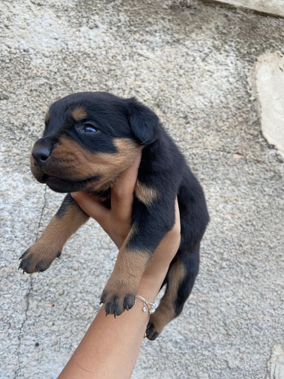 Rottweiler  - Foto 5