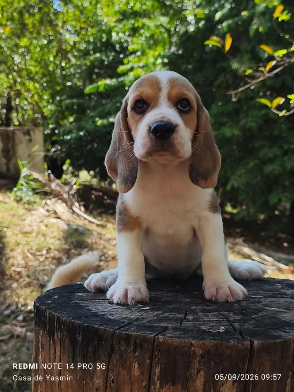 Lindos Filhotes de Beagle com Pedigree  - Foto 4