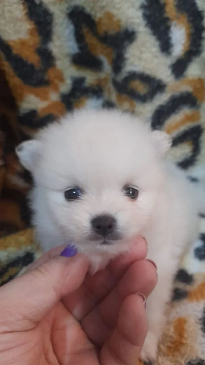 Spirz alemao anao filhote machos  - Foto 2