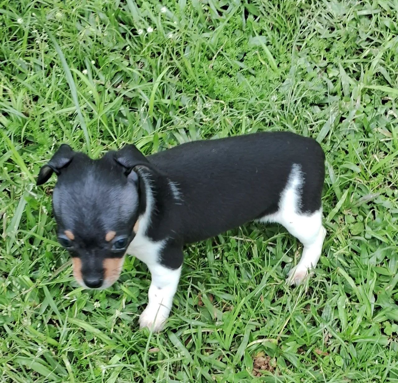 Animal de estimaçao 