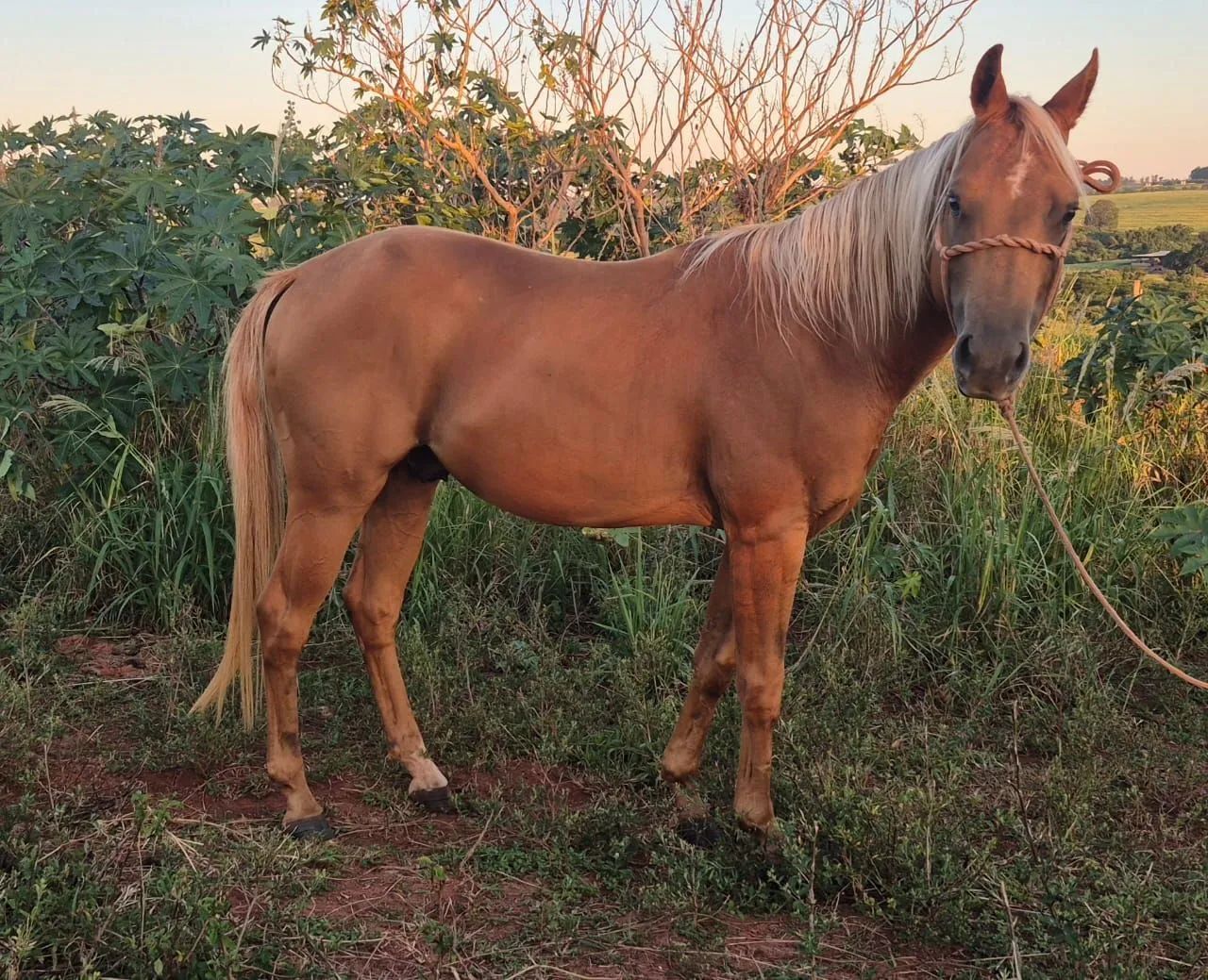 Potro palomino neto de Peeko del Cielo - Foto 4