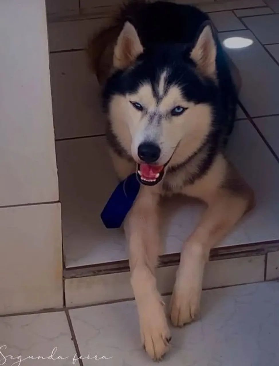 Husky siberiano