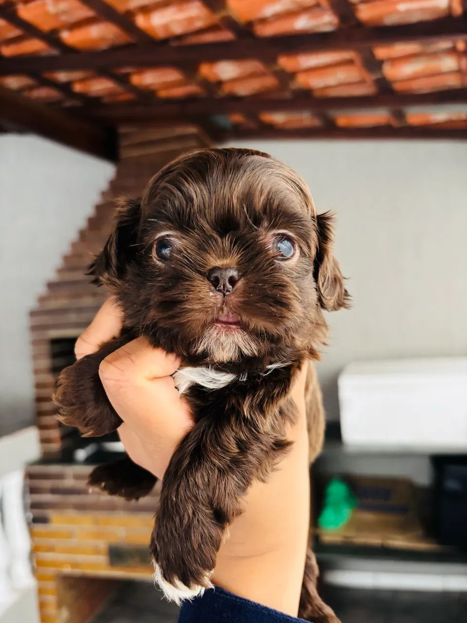 Shitzu macho chocolate sólido 