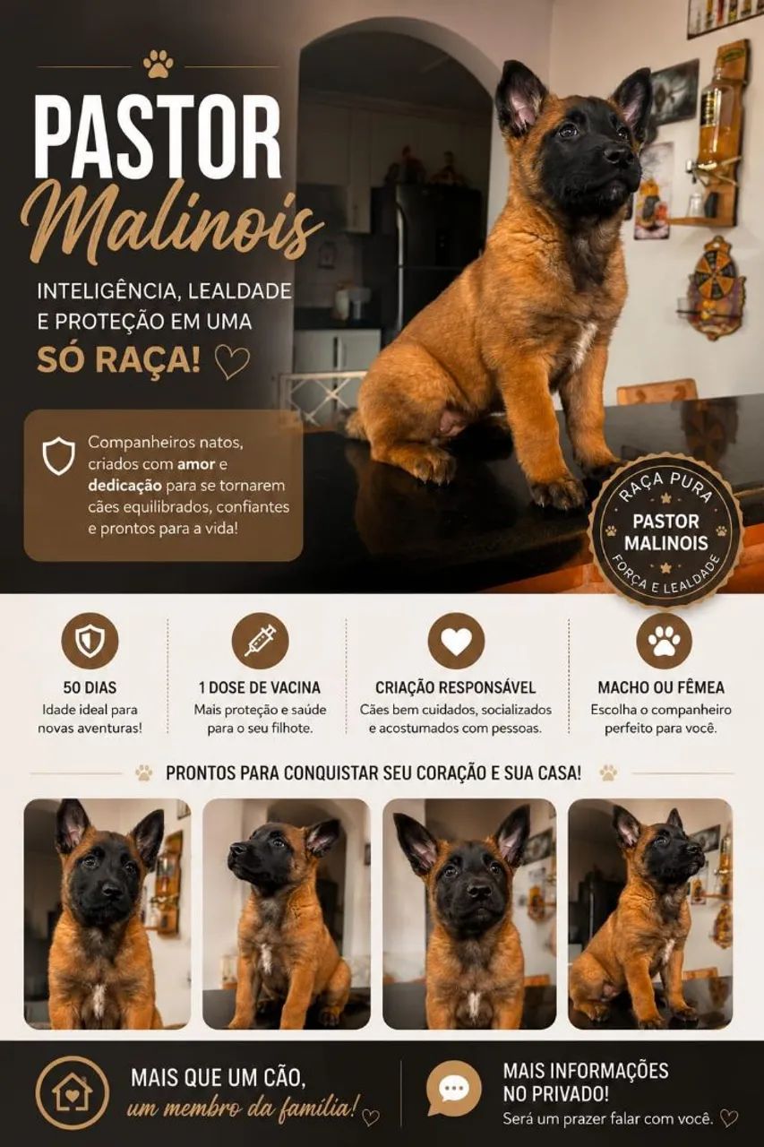 Pastor Malinois  - Foto 2