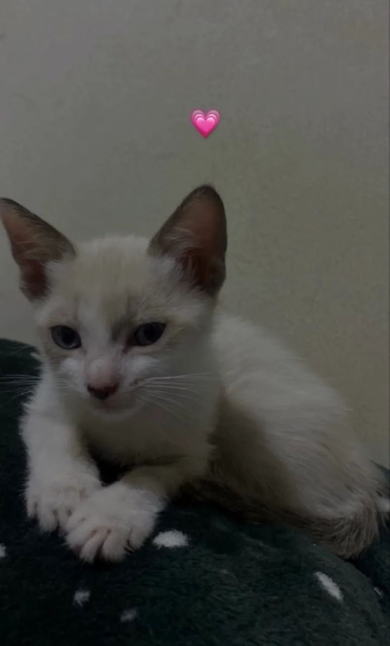 Doação de duas gatinhas - Foto 2