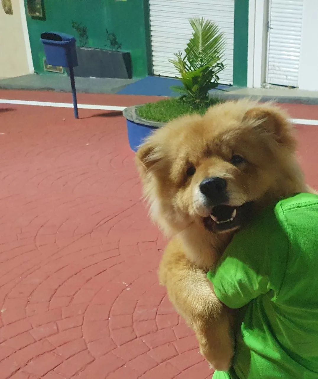 Chow-chow macho disponível para cruzar - Foto 2