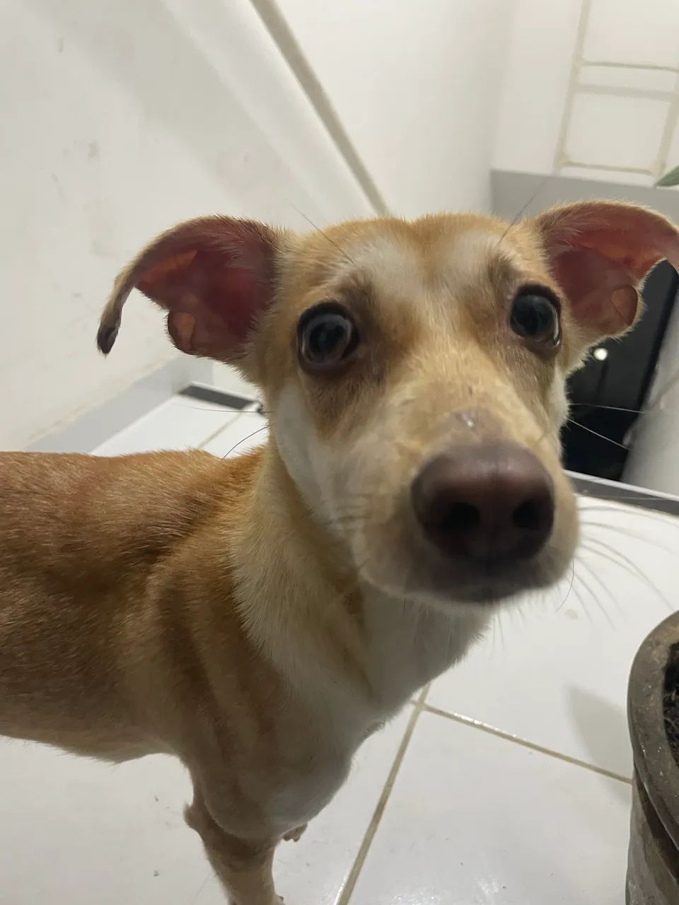 Cachorra para adoção  - Foto 5