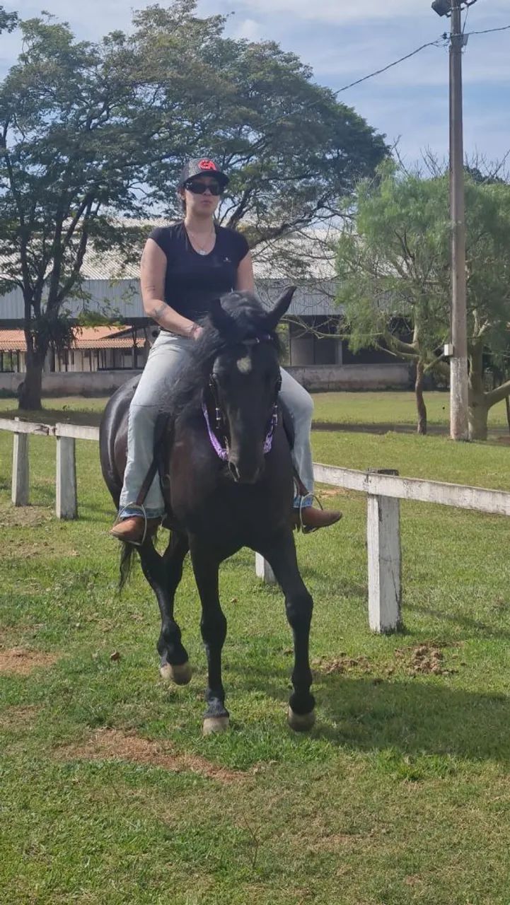 Raridade, cavalo preto Registrado, manso de marcha batida, lindo, quem vê quer montar! - Foto 2