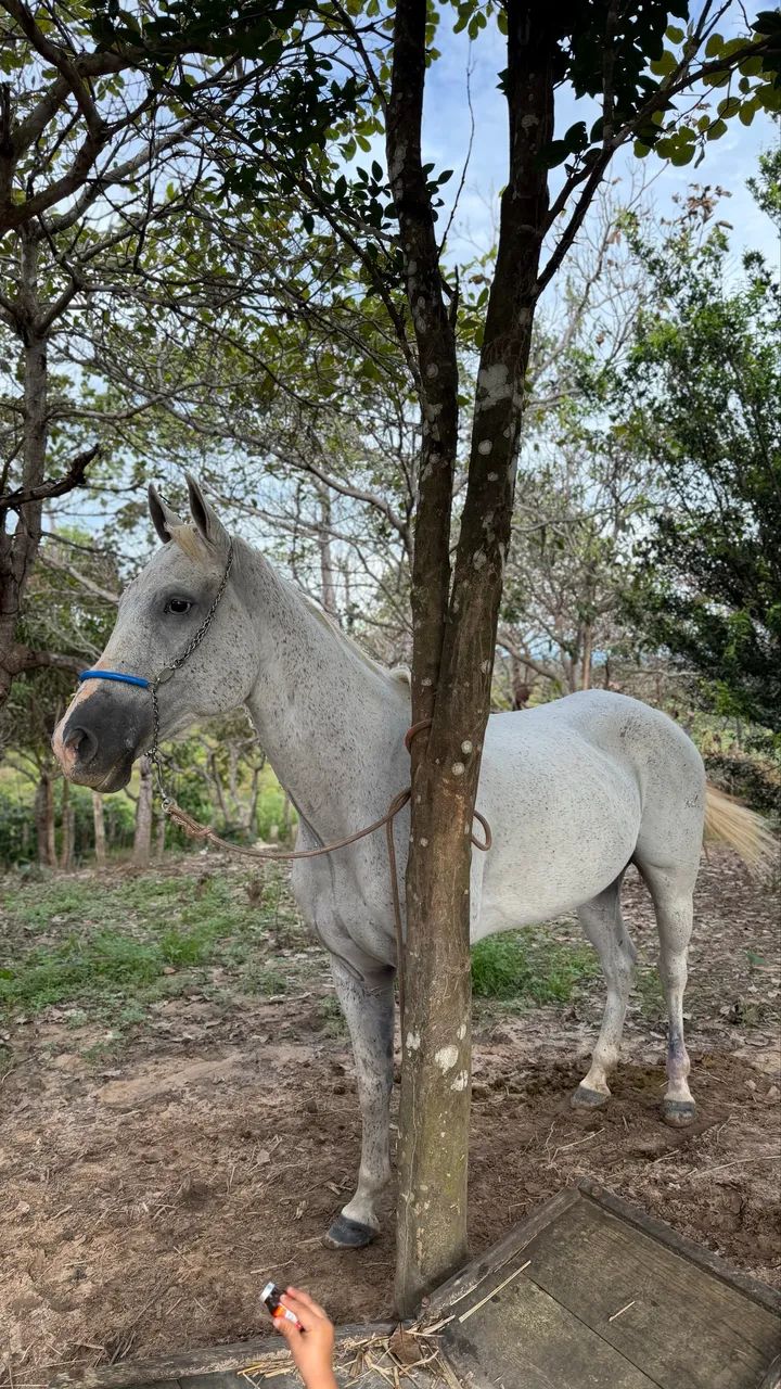 Égua 