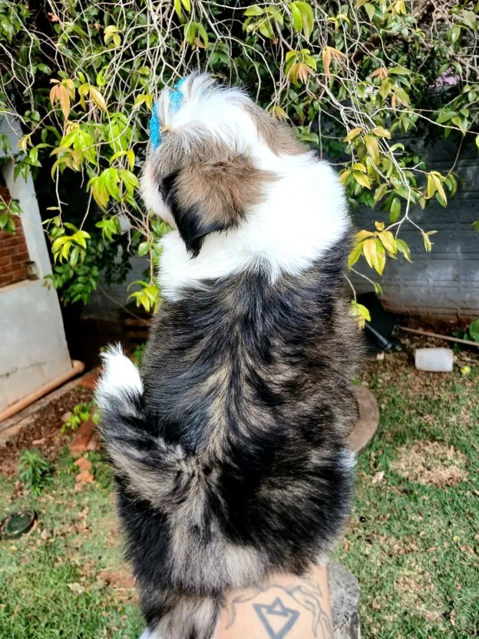 SHIH TZU FÊMEA  - Foto 3