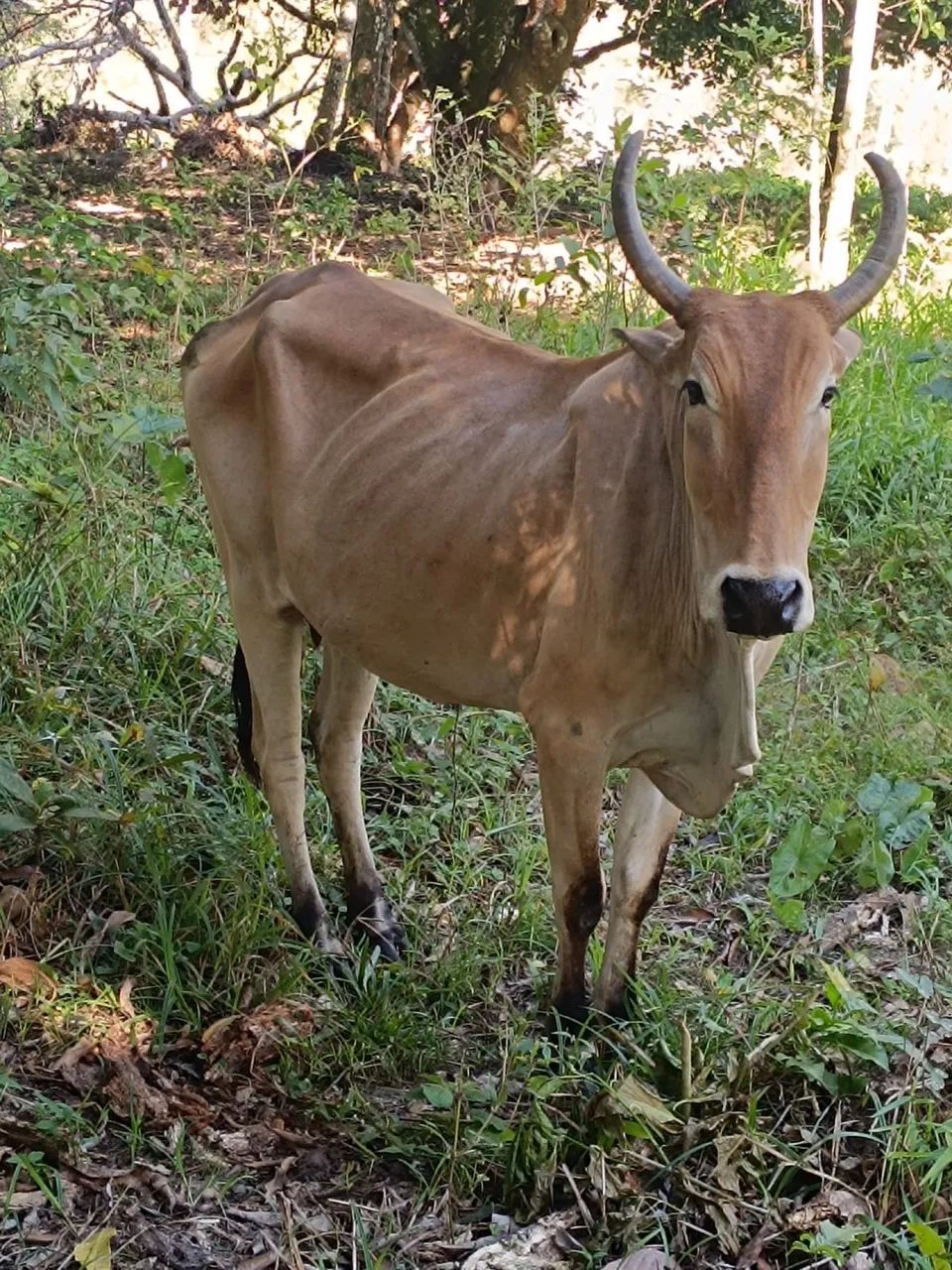 Vaca - Foto 2