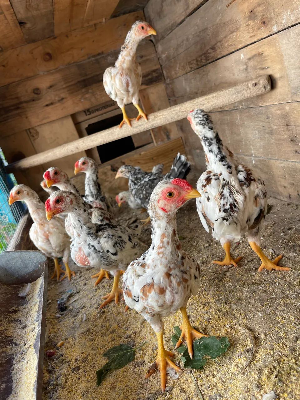 Frango Ko shamo  - Foto 3