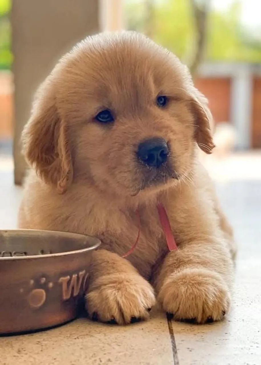 Golden retriever - Foto 3