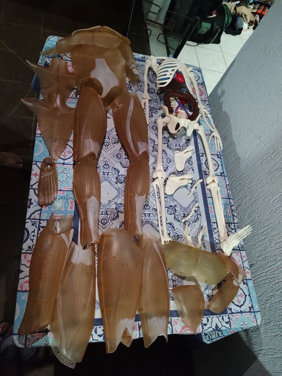 Coleção corpo humano 