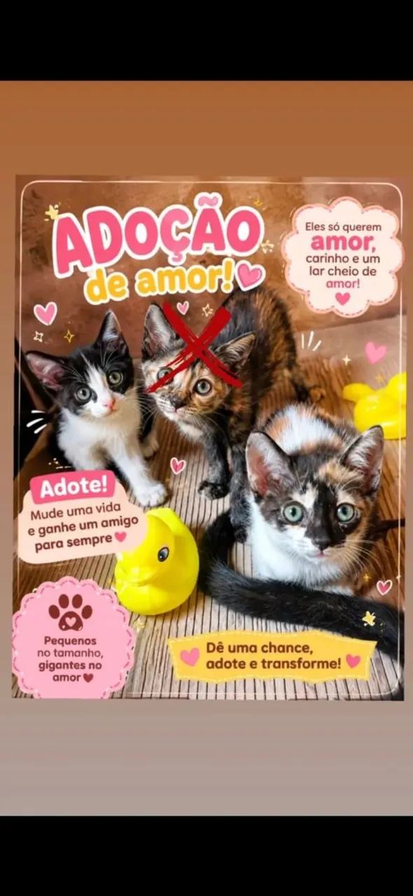 DOAÇÃO DE GATOS 