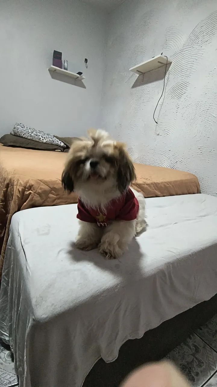 A procura de uma namorada  - Foto 2