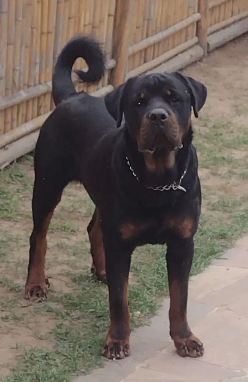 Filhote de Rottweiler  - Foto 4