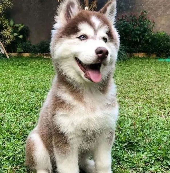 Husky Siberiano filhote  - Foto 5