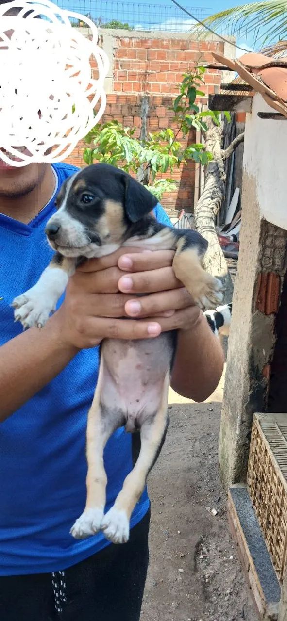Adoção de pet - Foto 3