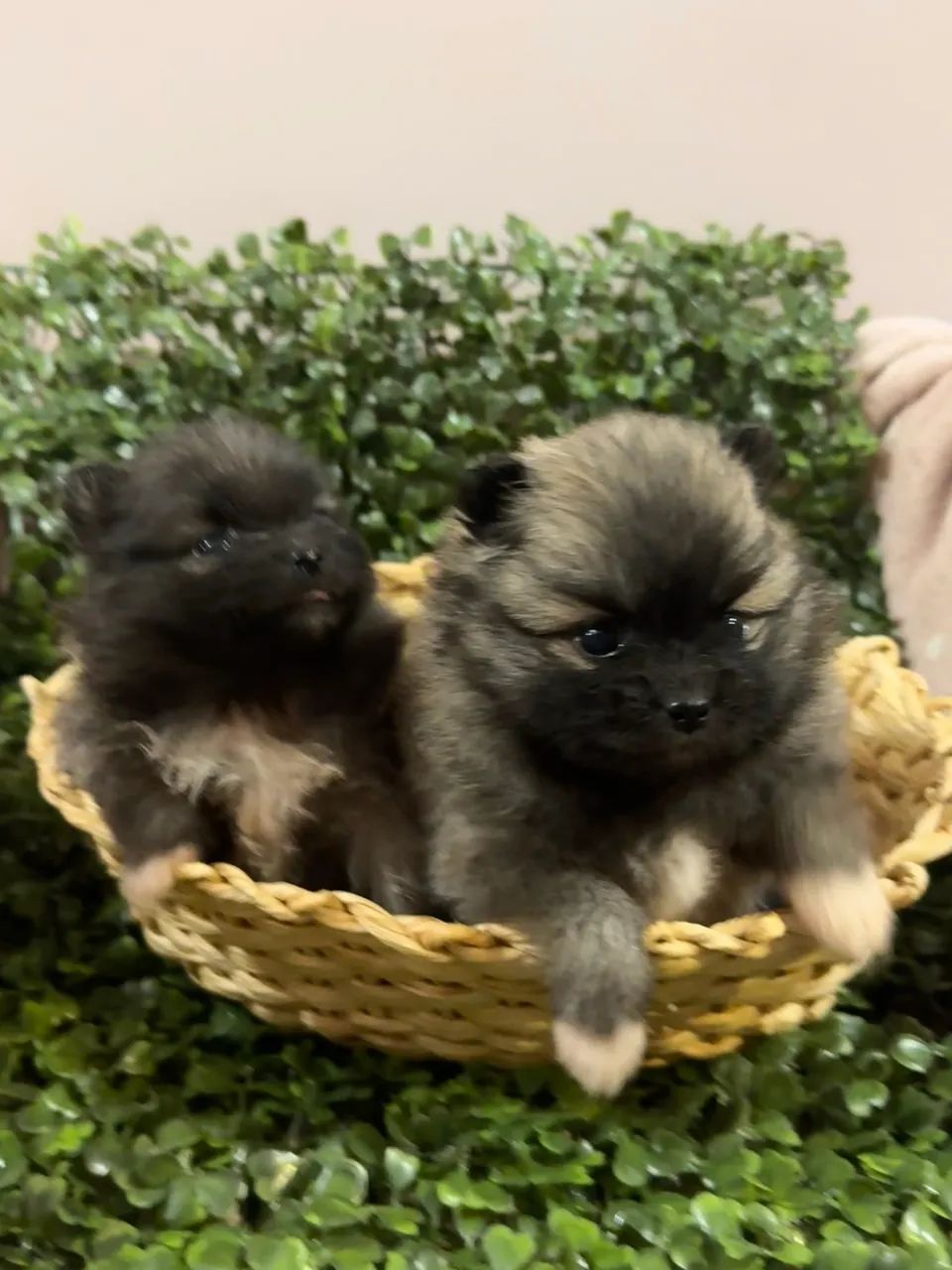 Spitz Alemão  - Foto 4