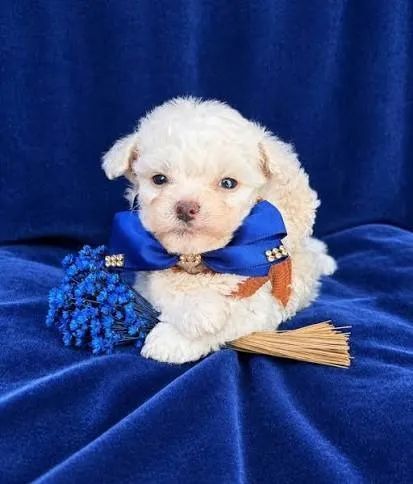 Poodle toy filhotes