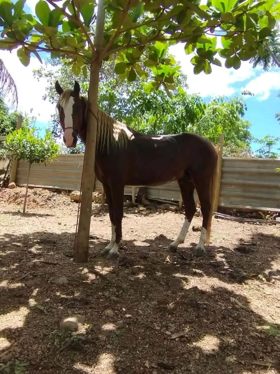 Cavalo manga larga alazão loiro 