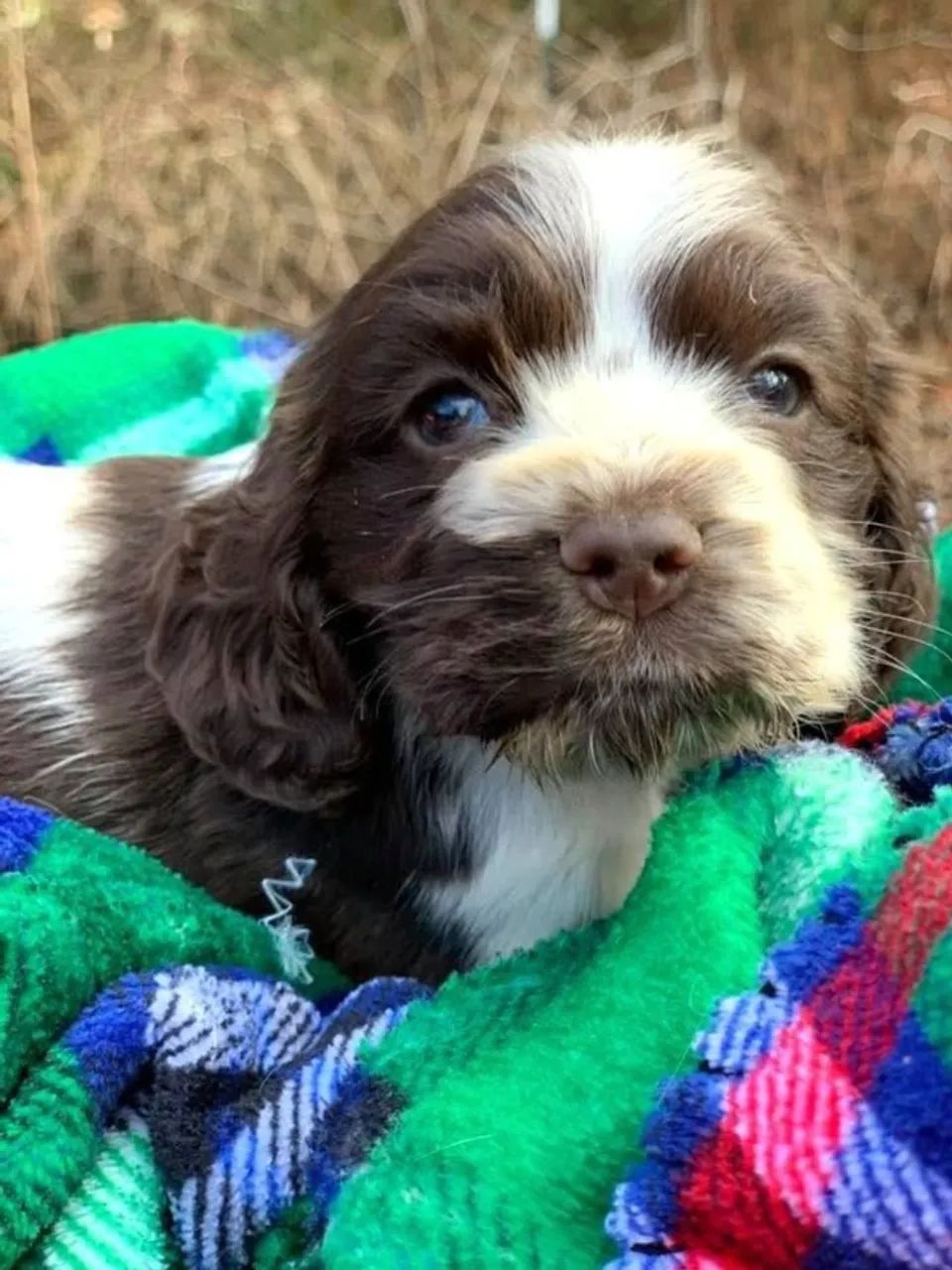 Cocker spaniel amoroso