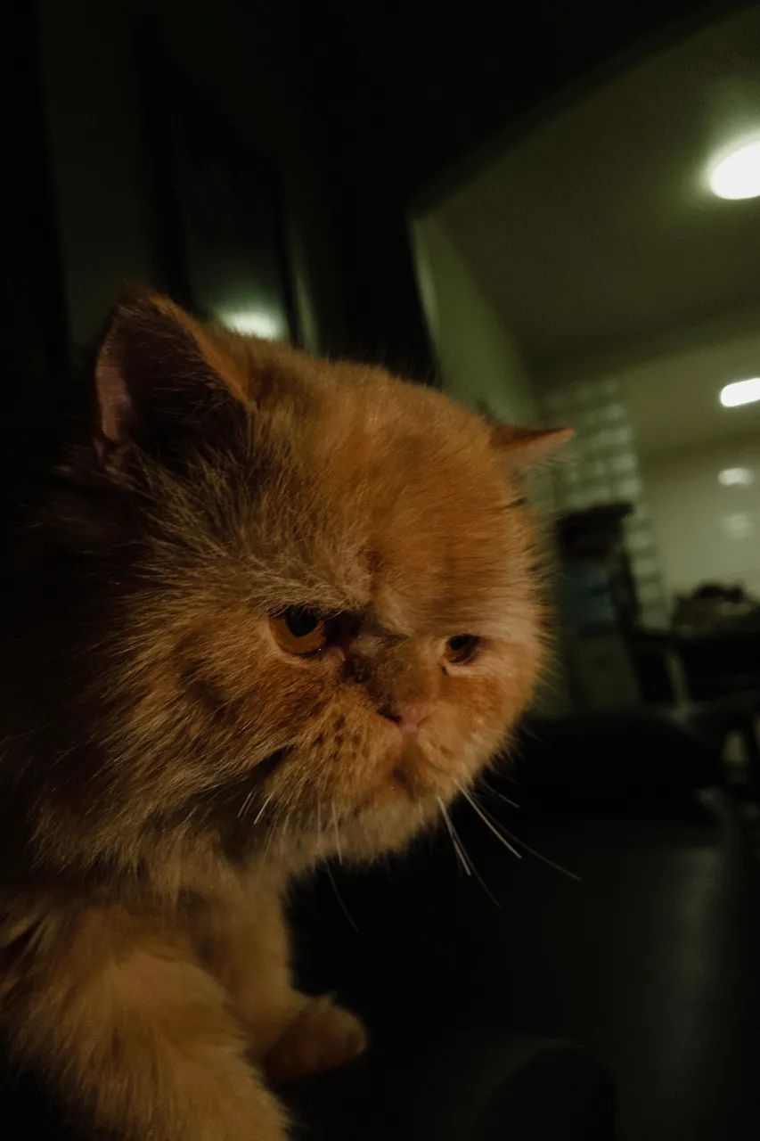 GATO PERSA PURO PARA CRUZAMENTO. - Foto 4