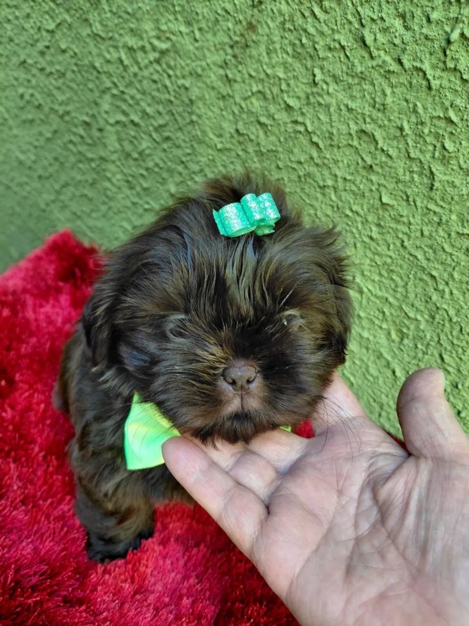 Filhote Shih-tzu macho  - Foto 4