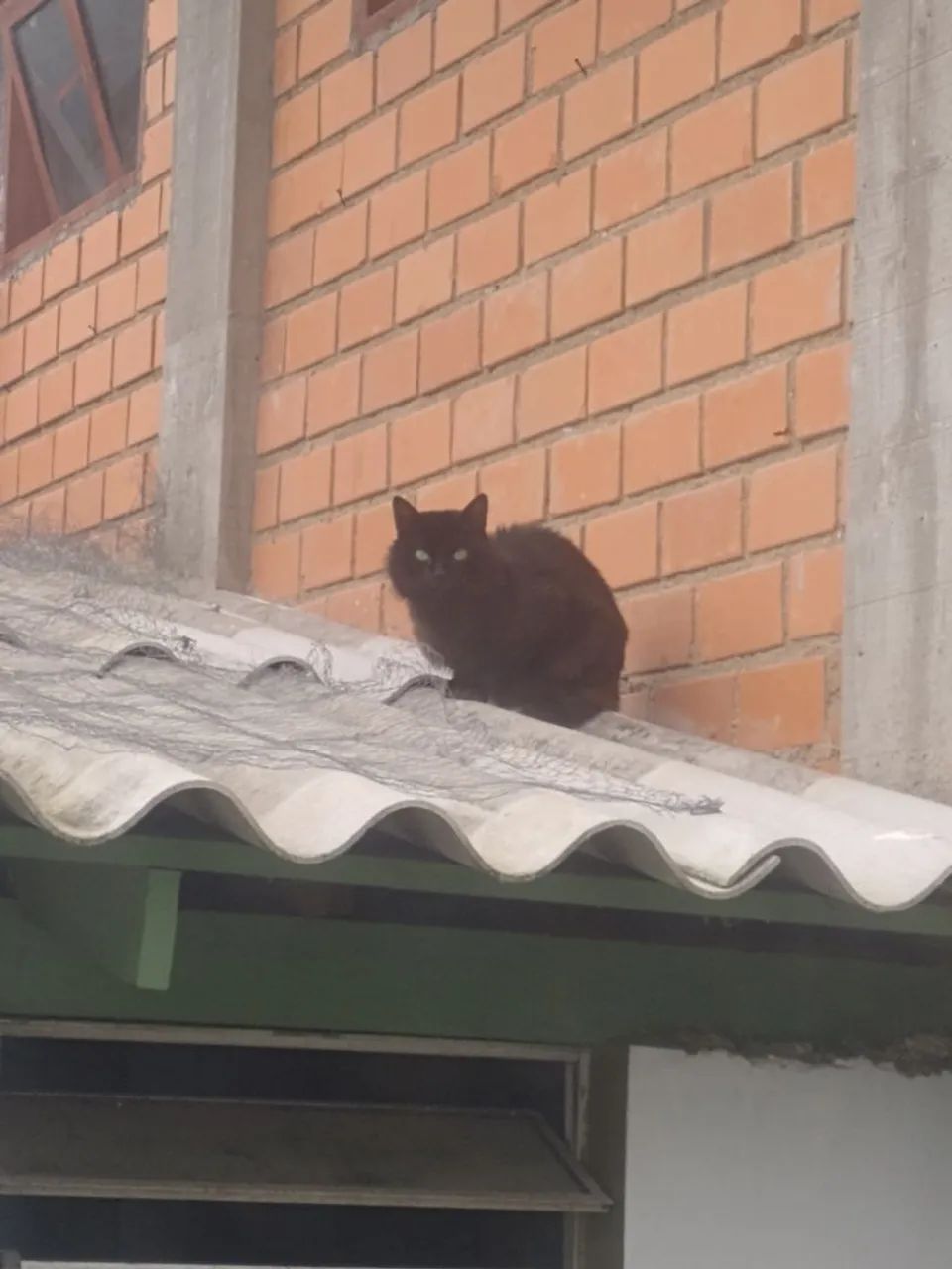 Gatinho procurando um lar. - Foto 4