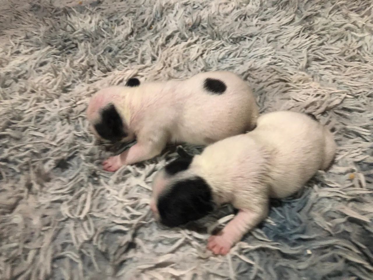 Vendo buldogue francês  - Foto 3