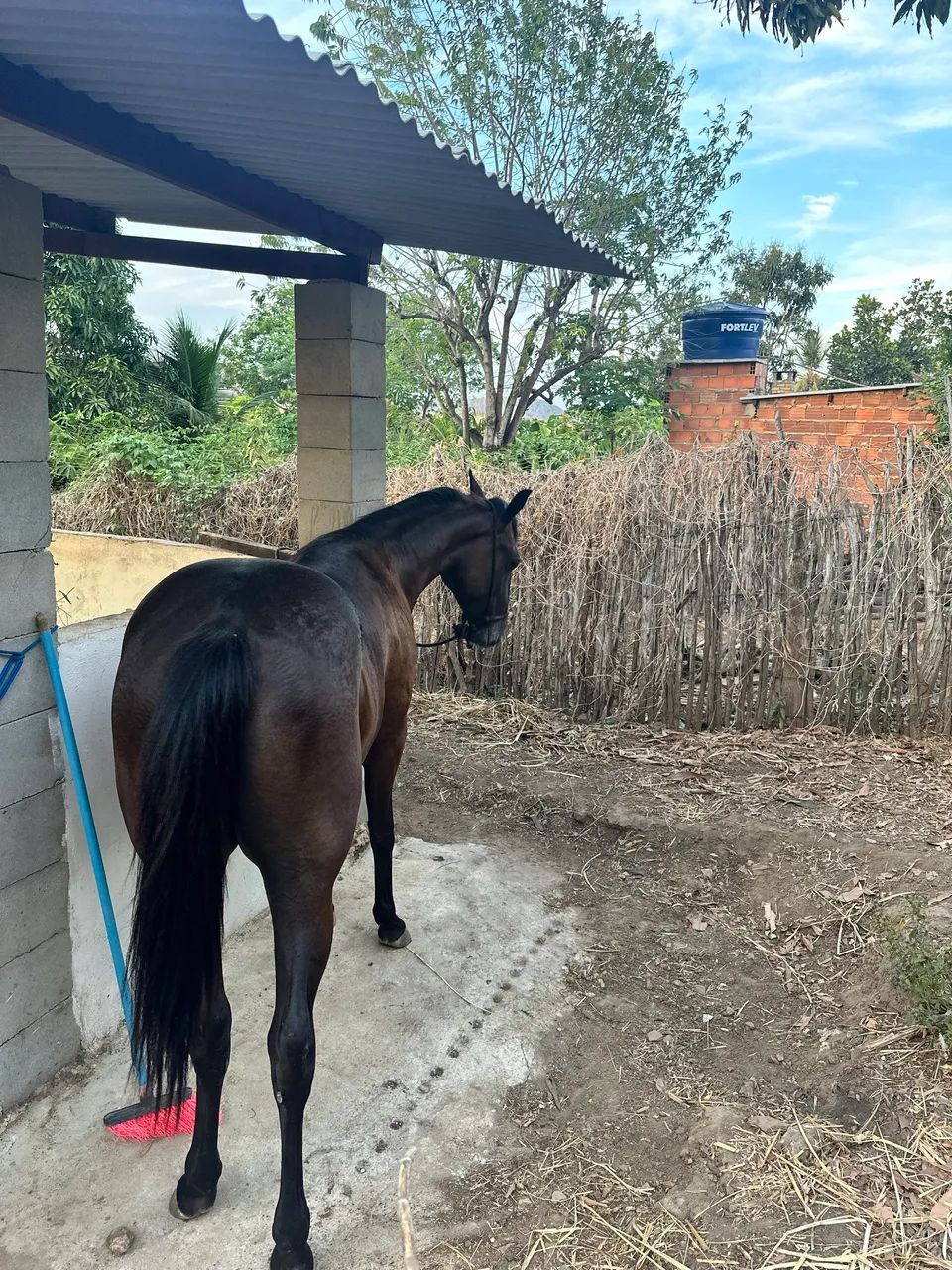 Potra quarto de milha a venda 