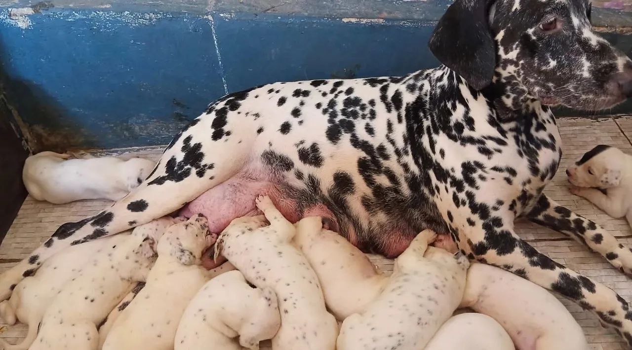 Filhotes de Dalmata - Foto 2