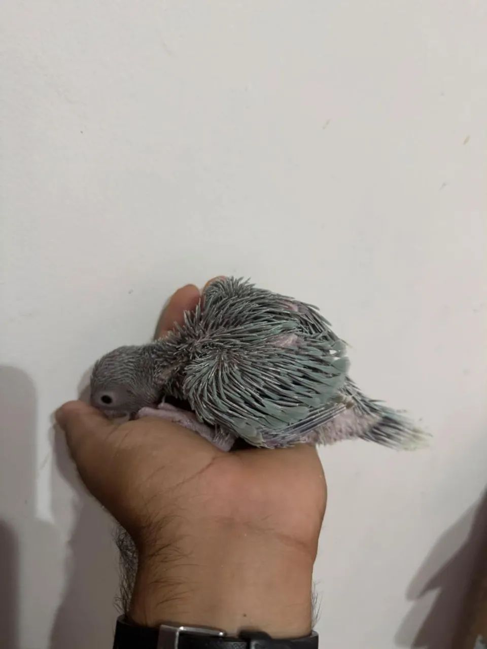 Disponível  - Foto 4