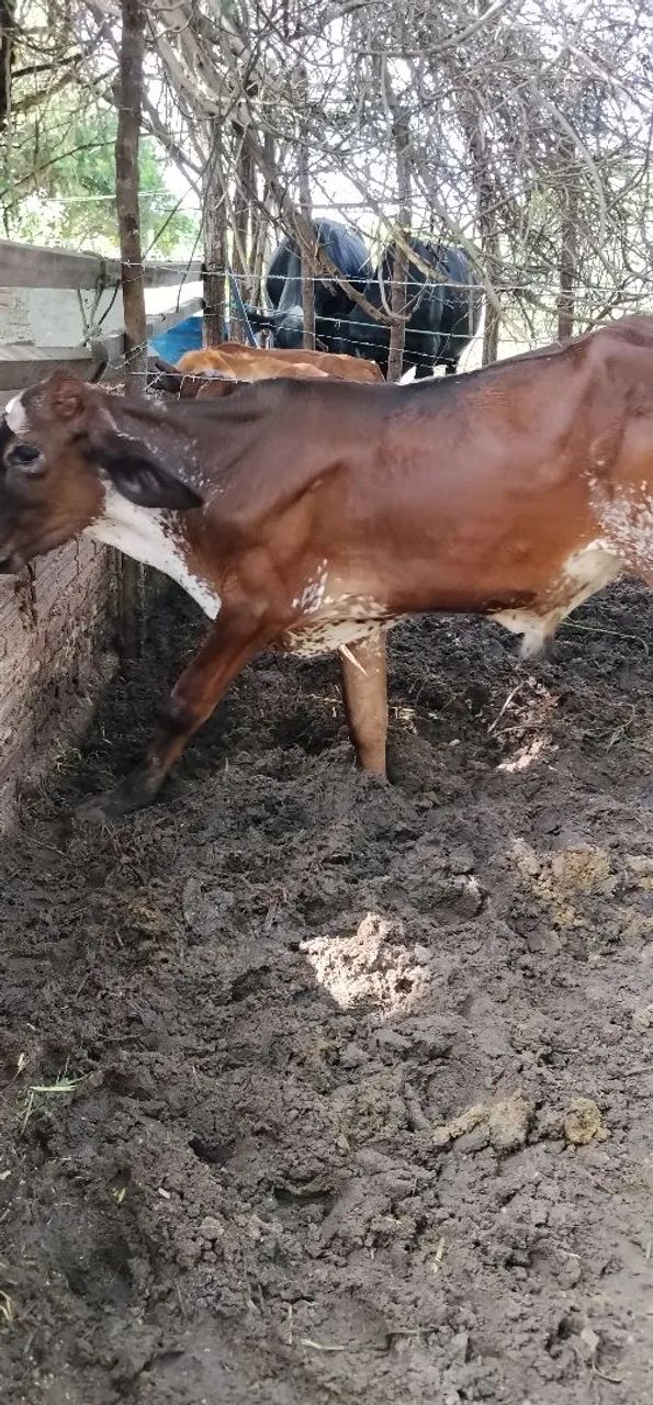 Bezerro