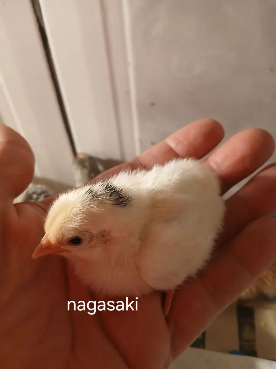 NAGASAKI CHABO