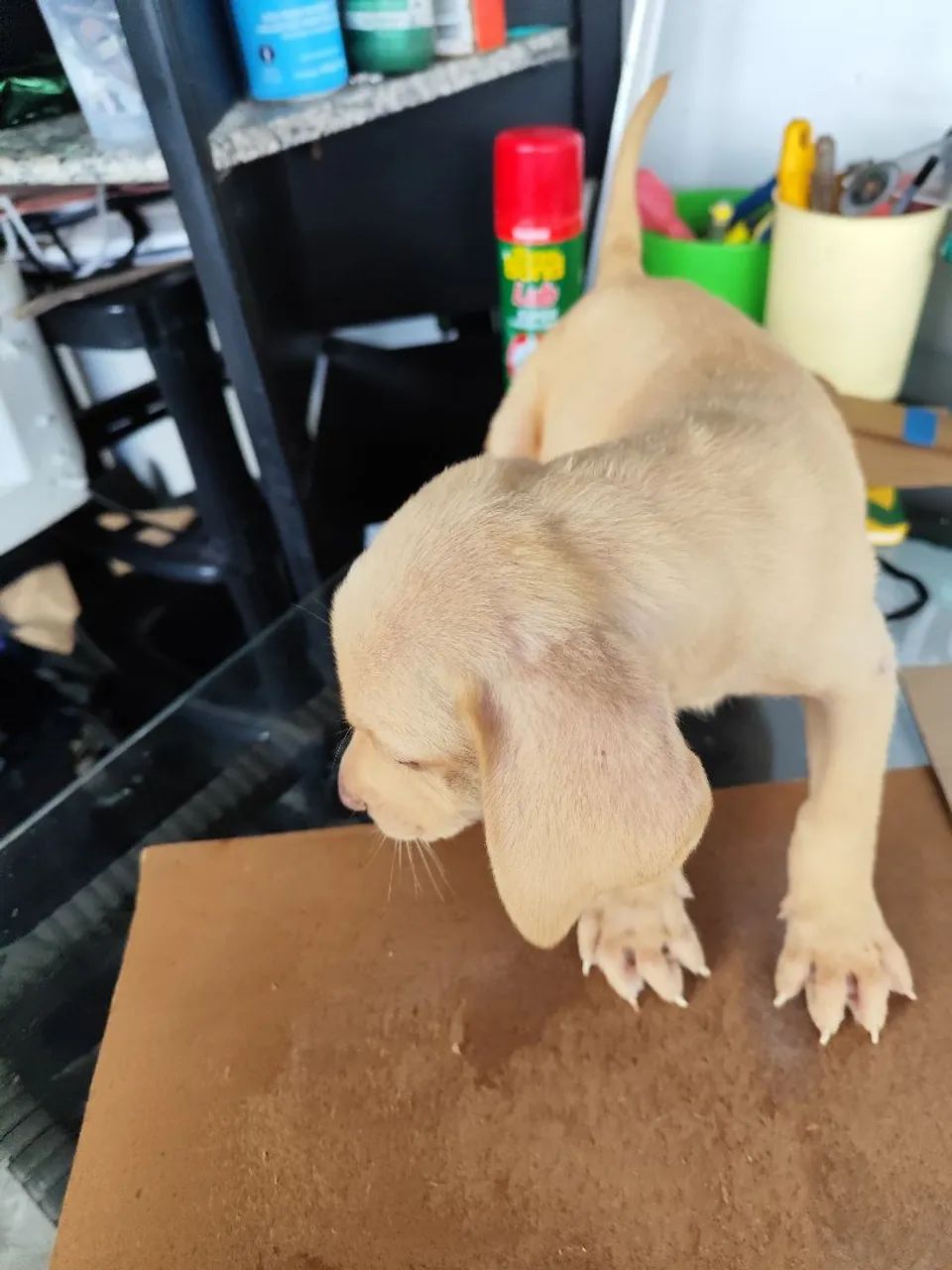 cachorro  - Foto 5