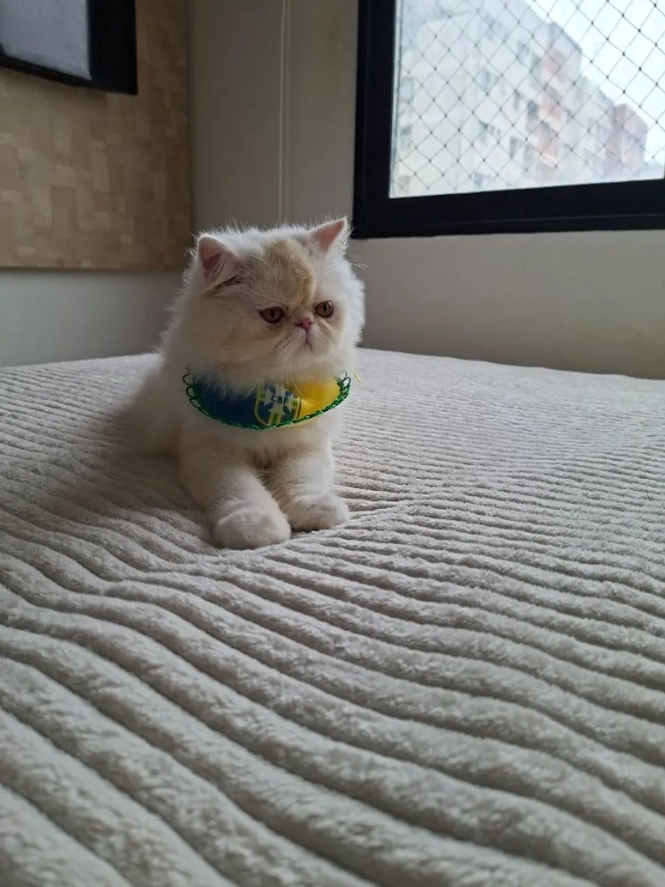 Gato Persa - Foto 4