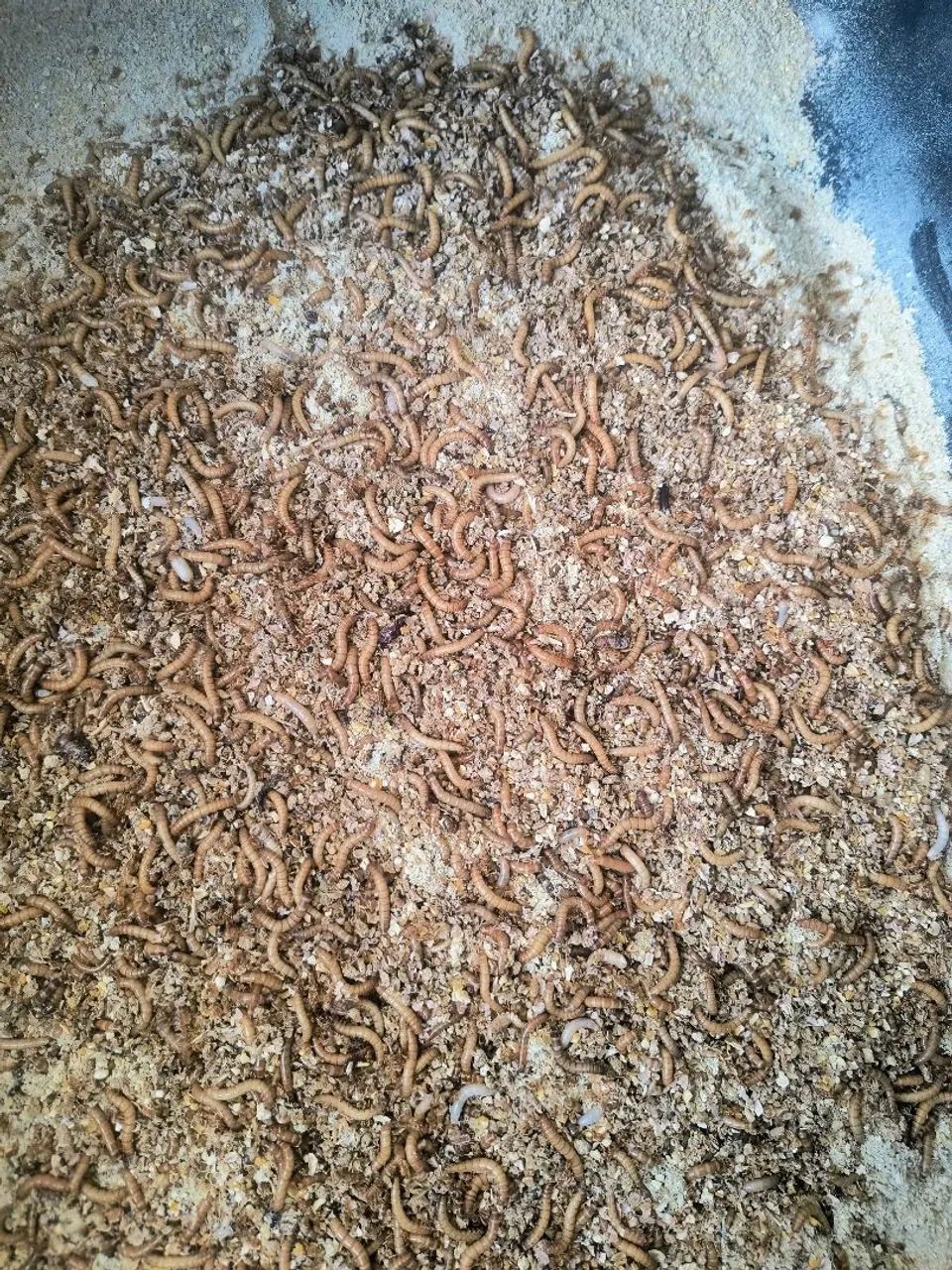 TENEBRIO MOLITOR ALIMENTO PARA REPTES E PEIXES es - Foto 2