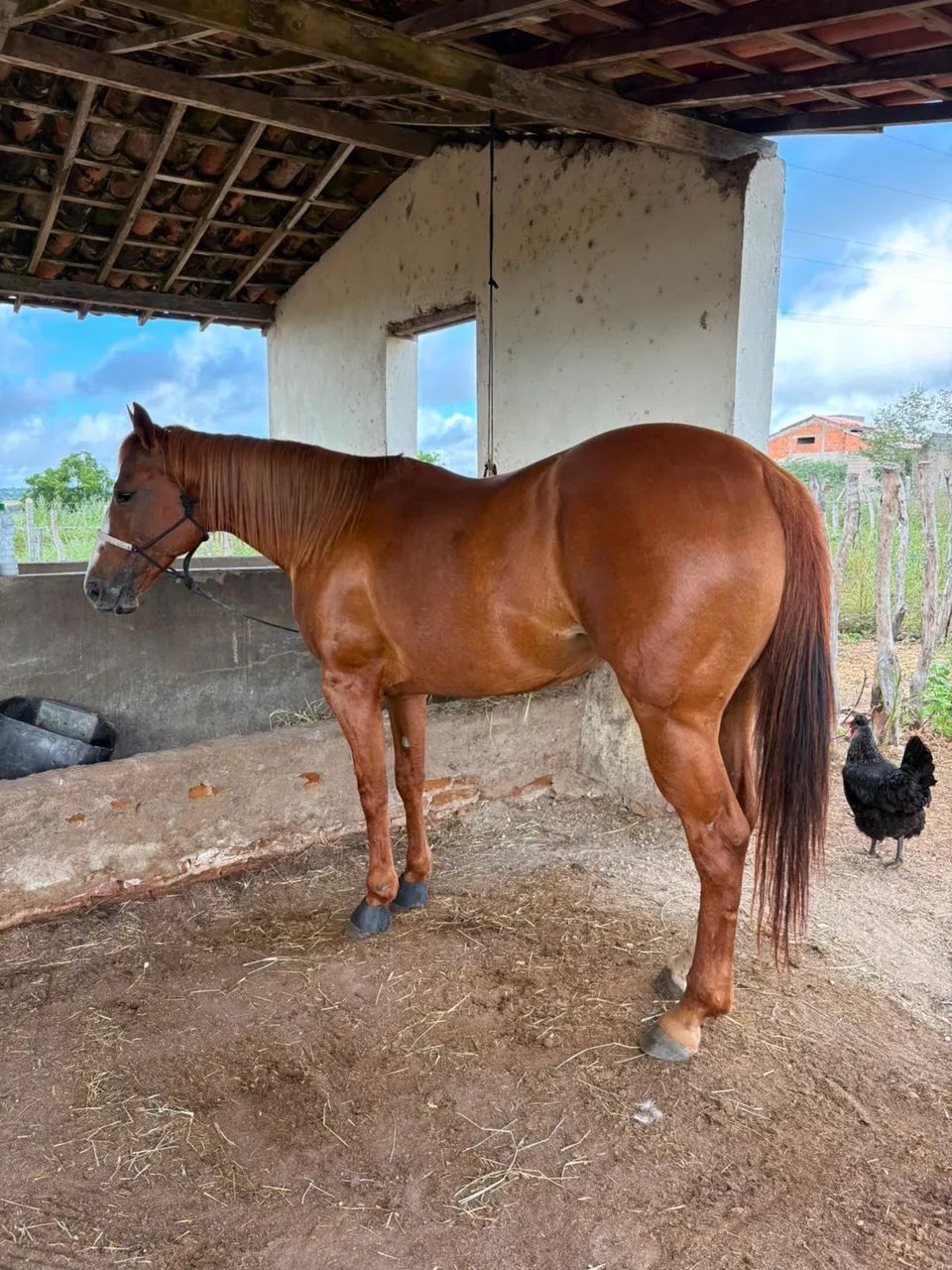 Vende-se egua - Foto 2