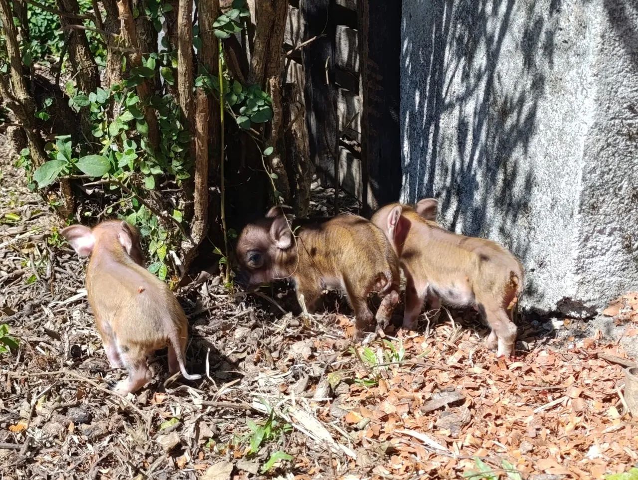 Mini Pig  - Foto 5