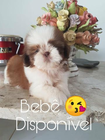 Excelente valor shih Tzu