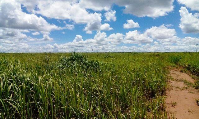 Fazenda 4,167 ha Paranatinga MT - Foto 3