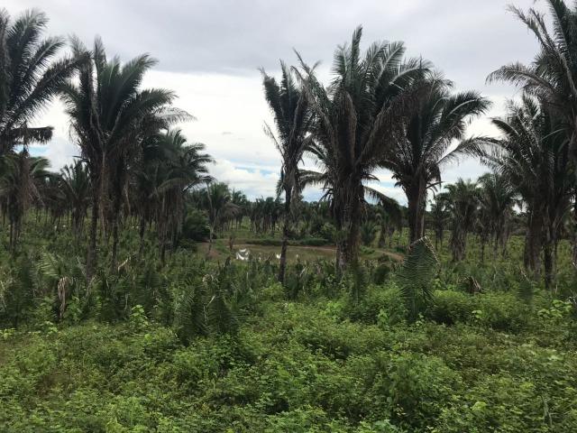 Fazenda no Município Cantanhede - Vendo - Foto 8