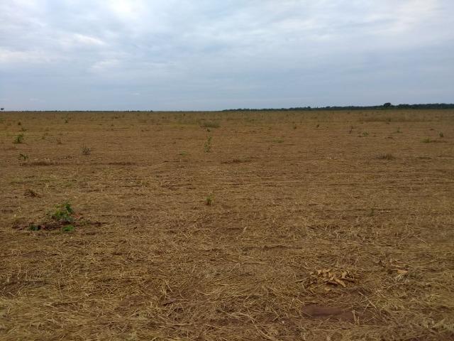 Fazenda 9.900 ha São Felix Do Araguaia - Foto 6